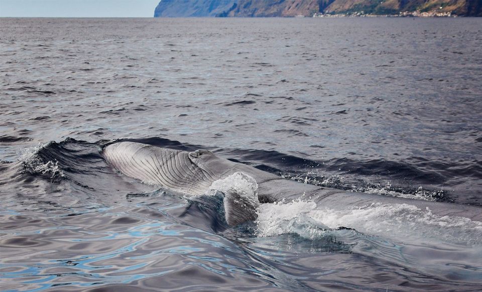 From Calheta: Madeira Whale and Dolphin Watching Boat Tour - Calheta departure: a quick hop from the marina to the open sea
