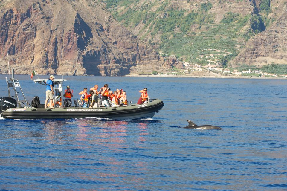 From Calheta: Madeira Whale and Dolphin Watching Boat Tour - What you’re likely to see off Madeira (and what might surprise you)