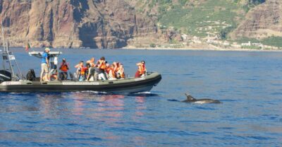 From Calheta: Madeira Whale and Dolphin Watching Boat Tour - Speedboat + wildlife care: how this ride stays animal-friendly