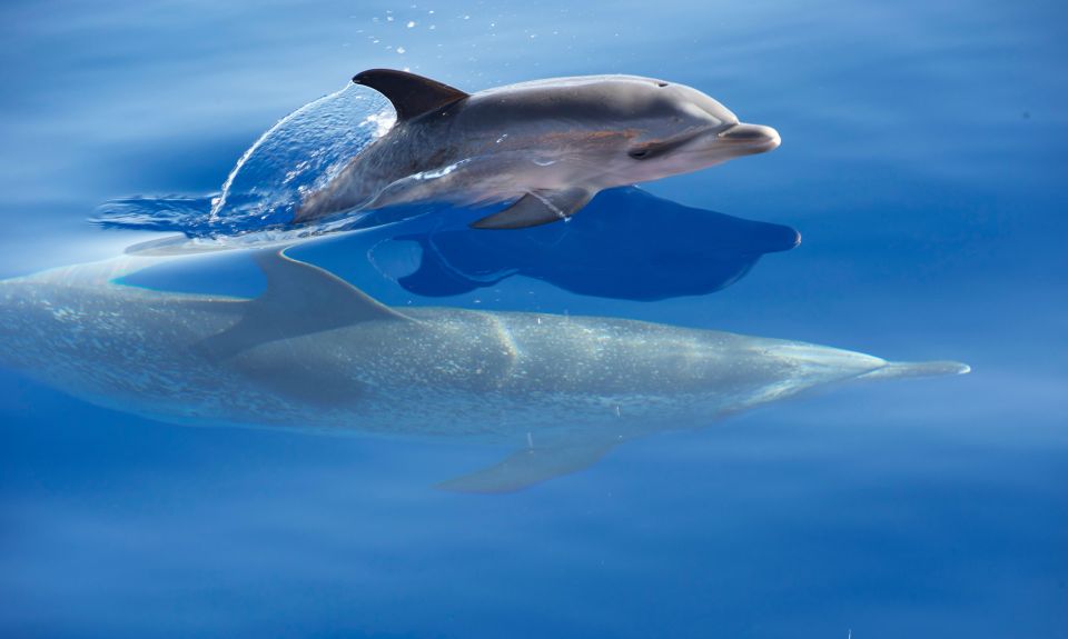 From Calheta: Madeira Whale and Dolphin Watching Boat Tour - Price and value: is $67 worth 2 hours on Madeira water?