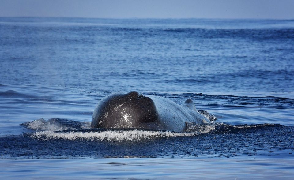 From Calheta: Madeira Whale and Dolphin Watching Boat Tour - Should you book the Calheta whale and dolphin tour?