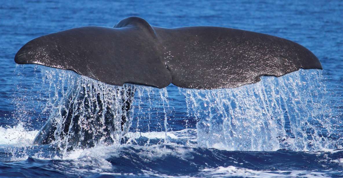From Calheta: Whale and Dolphin Watching RIB Boat Tour - Key Points Before You Go
