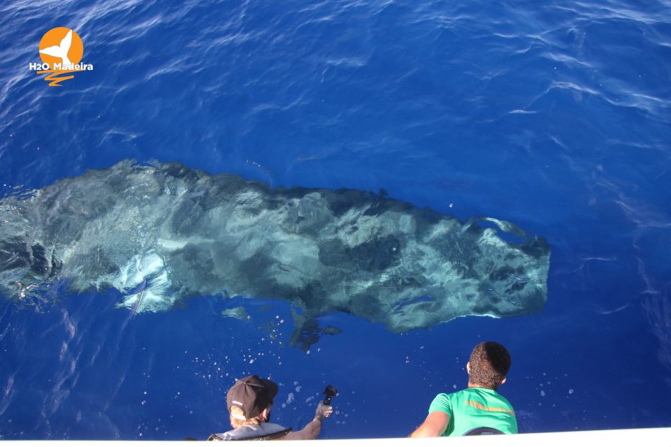 From Calheta: Whale and Dolphin Watching RIB Boat Tour - Who Should Book This RIB Tour (and Who Should Skip It)
