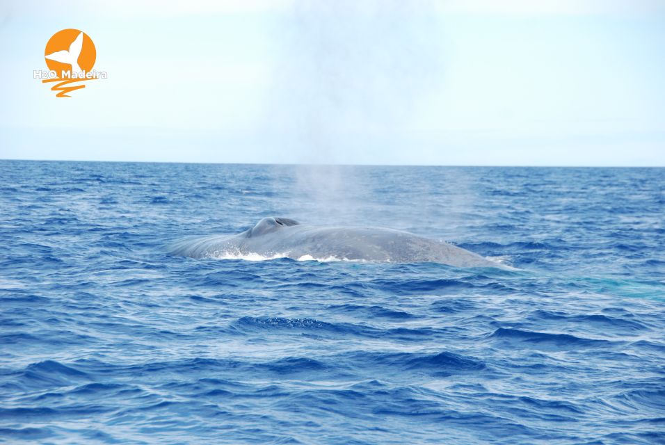 From Calheta: Whale and Dolphin Watching RIB Boat Tour - Calheta Is a Smart Base for Whale-and-Dolphin Time