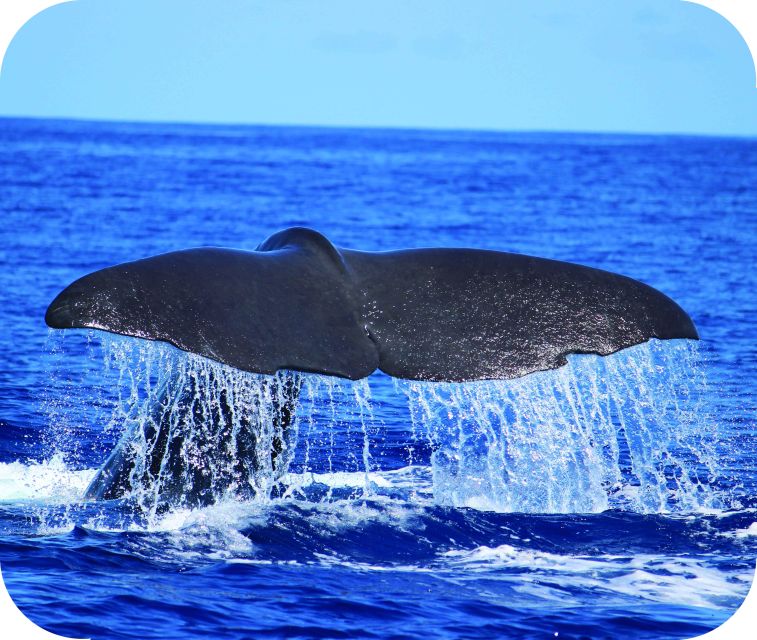 From Calheta: Whale and Dolphin Watching RIB Boat Tour - Meet the Marine Life: Dolphins, Whales, and the Real-World Odds
