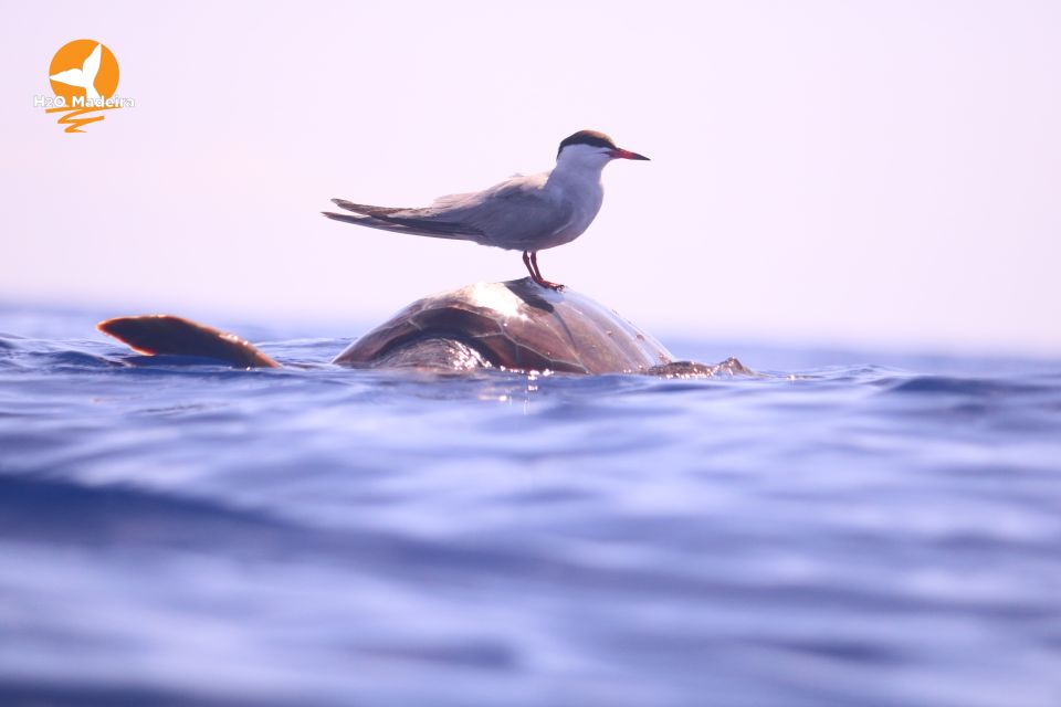 From Calheta: Whale and Dolphin Watching RIB Boat Tour - Why the Spotter Helps More Than You Think