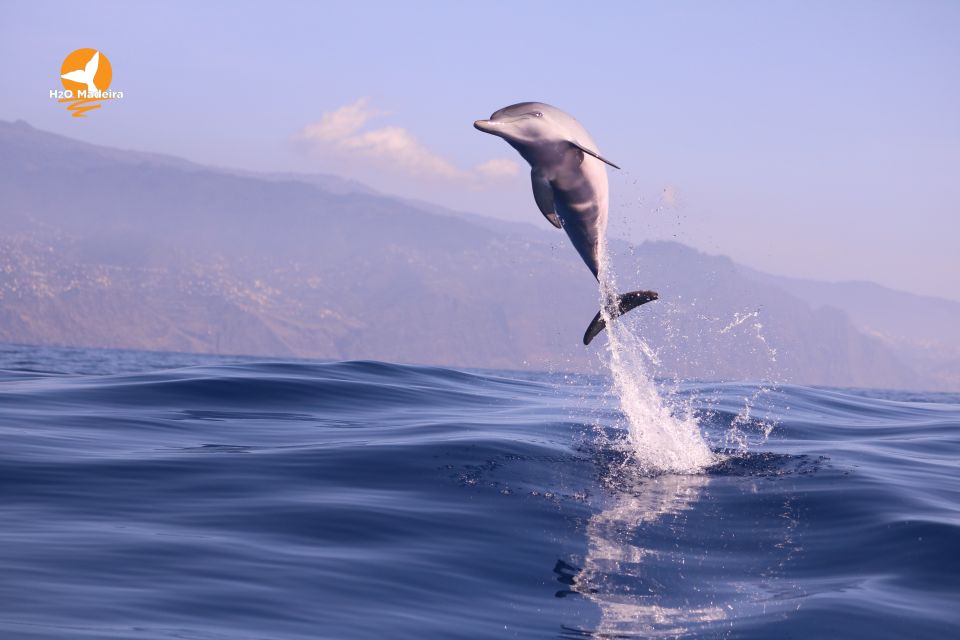 From Calheta: Whale and Dolphin Watching RIB Boat Tour - You’ll See Madeira, But This Is Not a Photo-Op From Shore