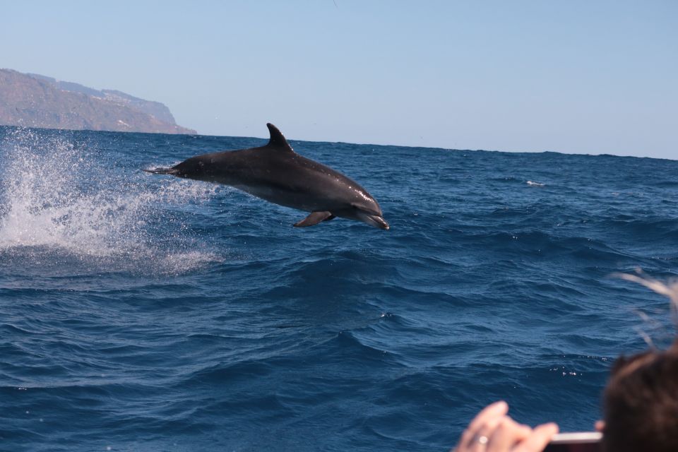 From Calheta: Whale and Dolphin Watching RIB Boat Tour - Crew, Safety, and the Small Choices That Make the Trip Better