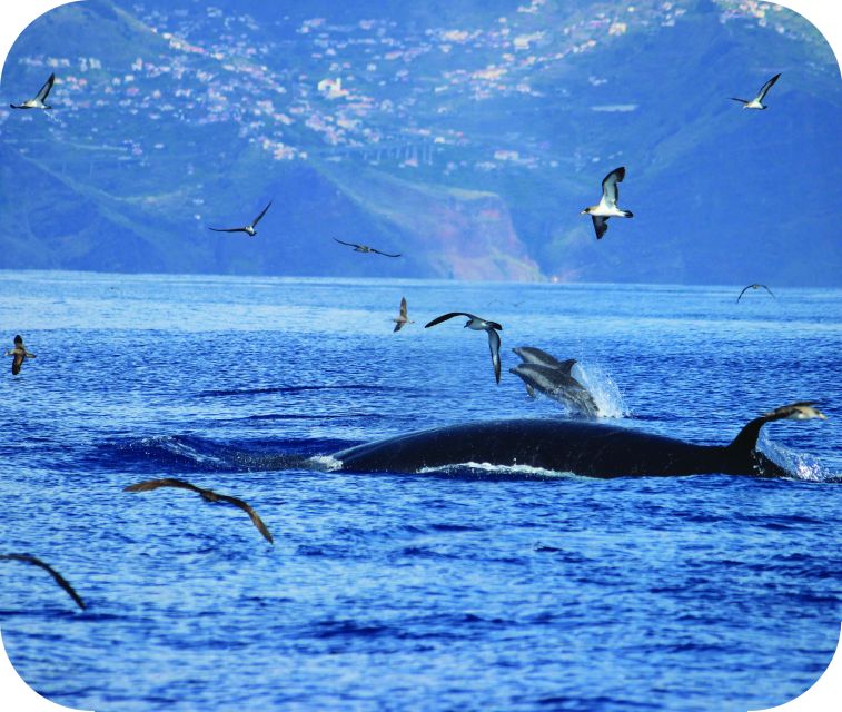 From Calheta: Whale and Dolphin Watching RIB Boat Tour - What to Bring: Wind-Cutter, Camera, and Water