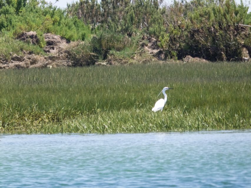 From Faro: 2-Hour Guided Bird Watching Boat Trip - FAQ