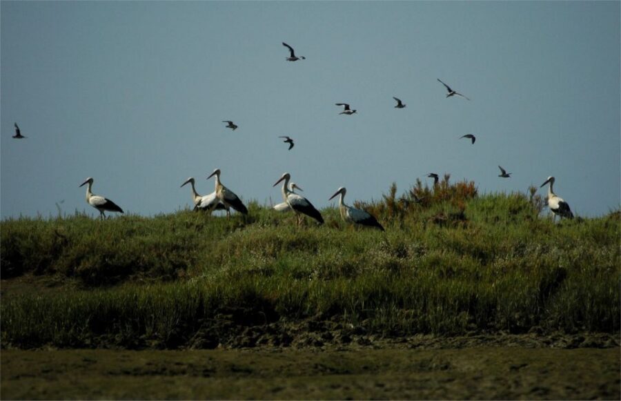 From Faro: 2-Hour Guided Bird Watching Boat Trip - Why the Ria Formosa birding route makes sense