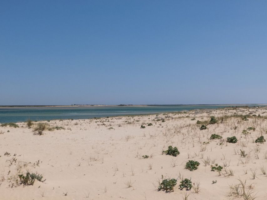 From Faro: 2-Hour Guided Bird Watching Boat Trip - Price and value: is $47 for two hours fair?