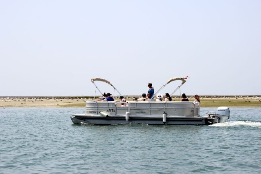 From Faro: 2-Hour Guided Bird Watching Boat Trip - Who this trip fits best (and who might want something else)