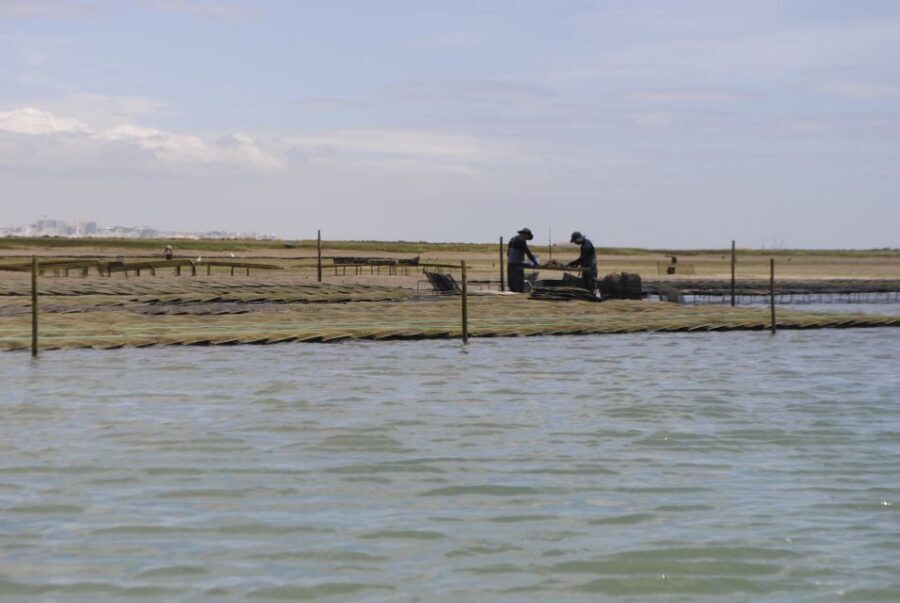 From Faro: 2-Hour Guided Bird Watching Boat Trip - Getting started at Formosamar in Faro (and not losing time)