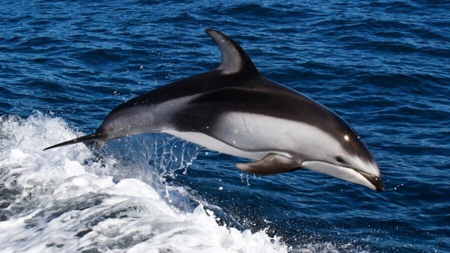 From Faro: Dolphin Watching & 2 Islands Tour - Should you book this Faro dolphin watching & 2 islands tour?