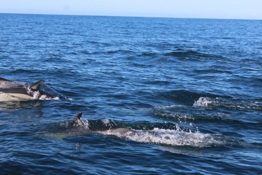 From Faro: Dolphin Watching & 2 Islands Tour - From Cais da Porta Nova: getting out on the water in Faro