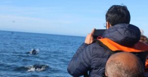 From Faro: Dolphin Watching & 2 Islands Tour - Ria Formosa channels and Cabo de Santa Maria: the park’s “between the islands” feel