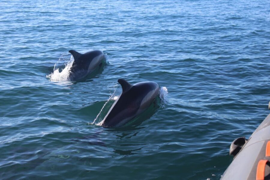 From Faro: Dolphin Watching & 2 Islands Tour - Ilha do Farol lighthouse village: small-walk time with photo-stop energy