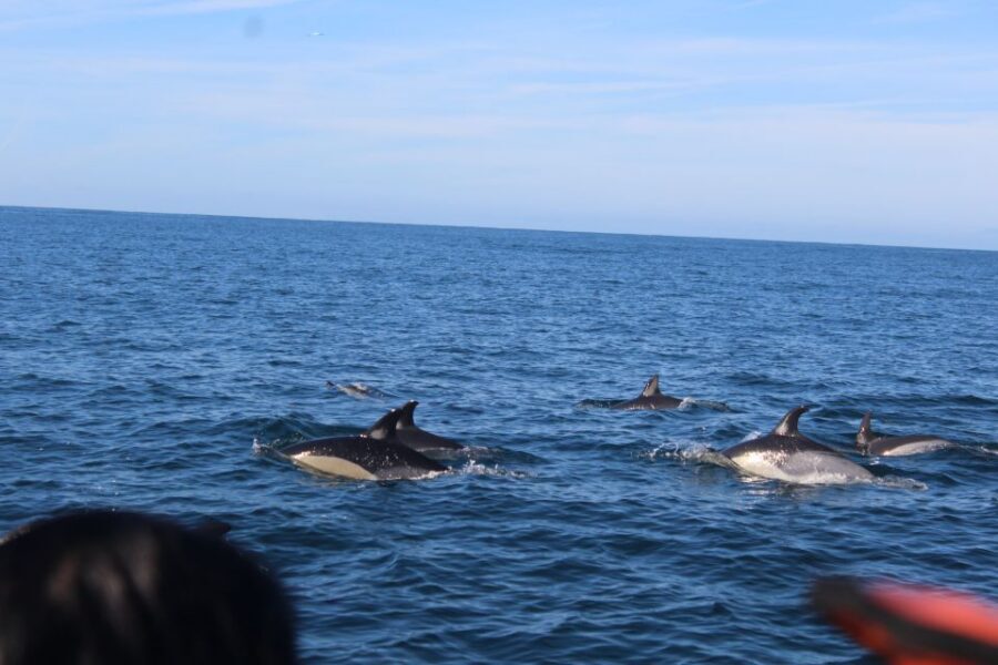 From Faro: Dolphin Watching & 2 Islands Tour - Praia da Ilha Deserta: swimming time on crystalline water (and the “tides story”)