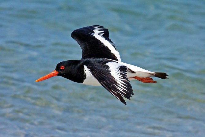 From Faro: Ria Formosa Eco Tour guided by Marine Biologist - Ilha Deserta (Barreta) is the whole point
