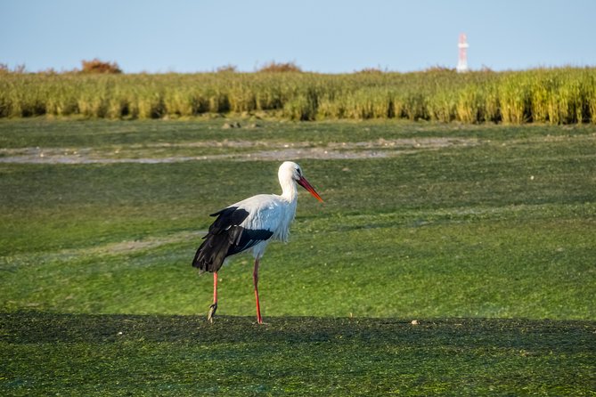 From Faro: Ria Formosa Eco Tour guided by Marine Biologist - Free time on Ilha Deserta: beach walking, coffee, and staying unhurried