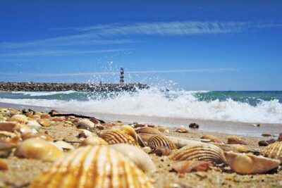 From Faro: Ria Formosa Eco Tour guided by Marine Biologist - Cais da Porta Nova: Getting on the Boat Without Stress