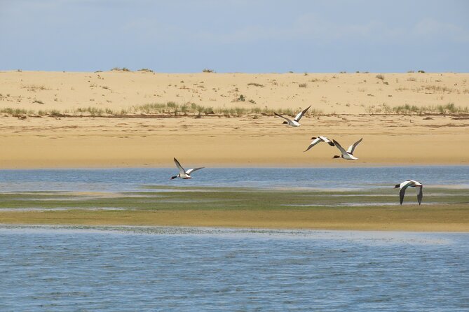 From Faro: Ria Formosa Eco Tour guided by Marine Biologist - Meeting point, start time, and how the day actually flows