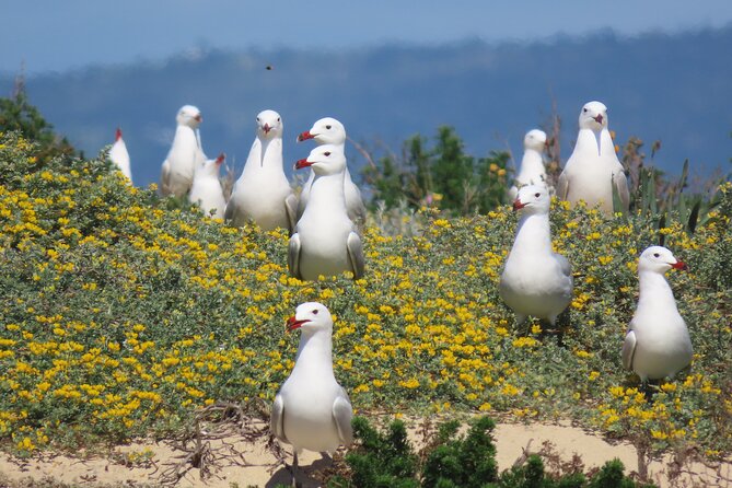 From Faro: Ria Formosa Eco Tour guided by Marine Biologist - English and multilingual operation: managing the language factor