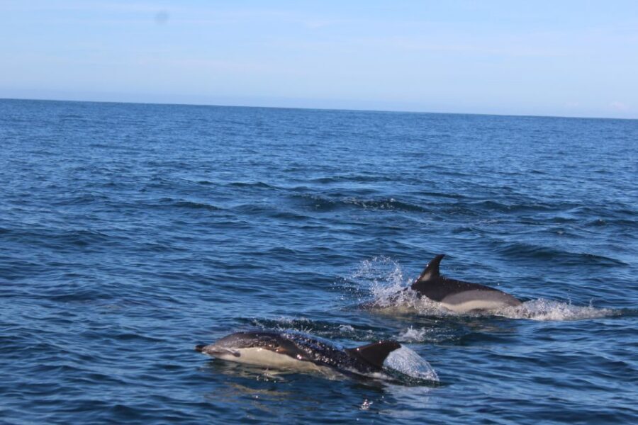 From Faro: Wildlife and Dolphin-Watching Speedboat Tour - Key highlights you’ll care about
