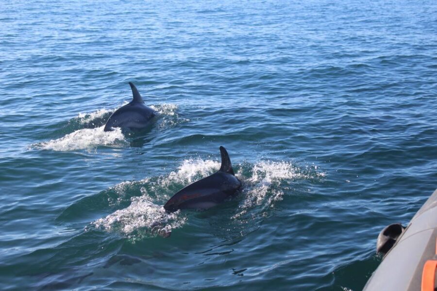 From Faro: Wildlife and Dolphin-Watching Speedboat Tour - Group size, comfort, and who this suits