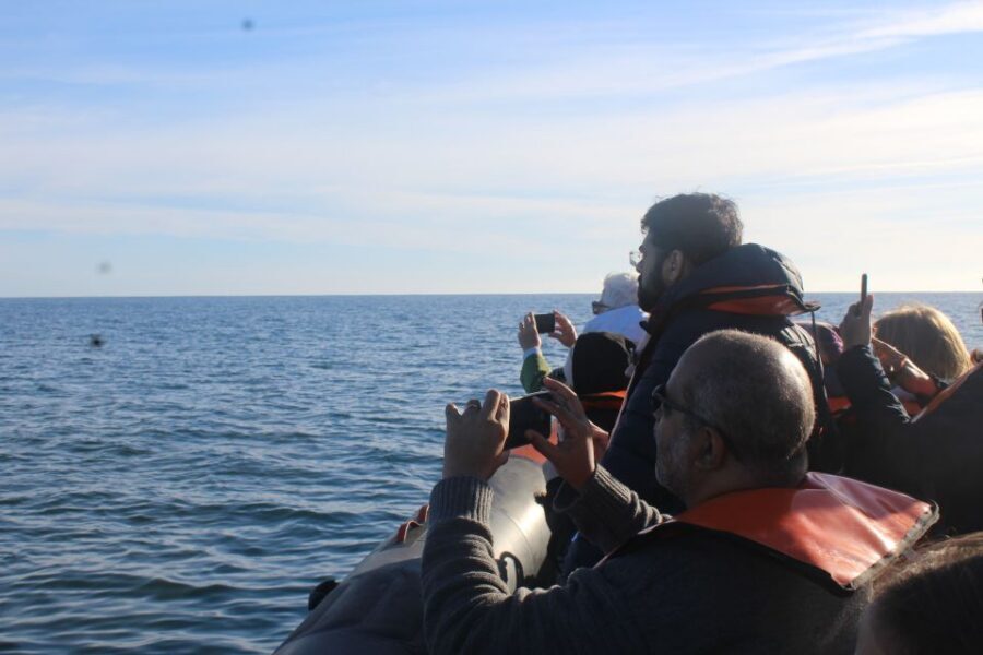 From Faro: Wildlife and Dolphin-Watching Speedboat Tour - Meeting at Rua da Porta Nova: start easy, start on time