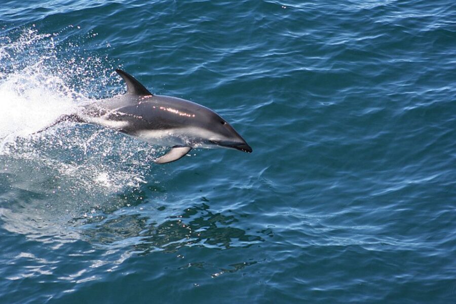 From Faro: Wildlife and Dolphin-Watching Speedboat Tour - Onboard marine talk: what you learn while you’re scanning