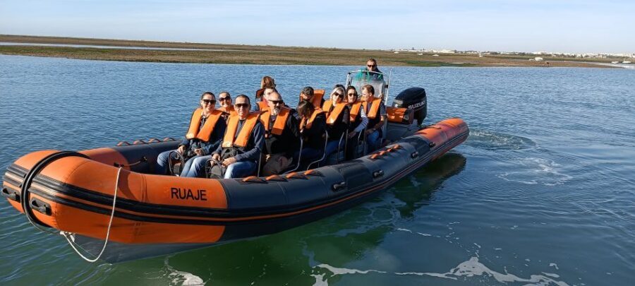 From Faro: Wildlife and Dolphin-Watching Speedboat Tour - What else you might spot: birds, turtles, and harmless sharks
