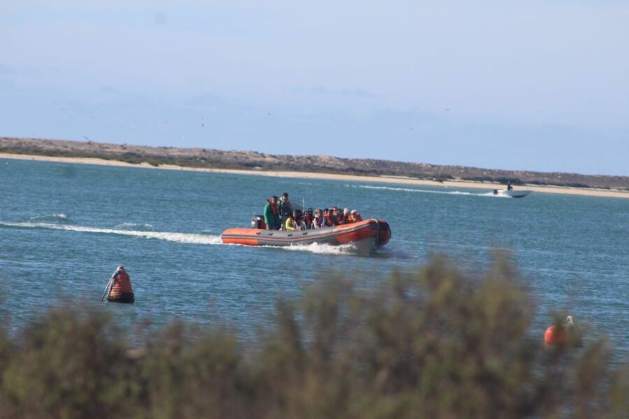 From Faro: Wildlife and Dolphin-Watching Speedboat Tour - Why the morning speedboat timing really matters