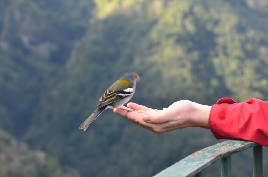 From Funchal: East Tour Madeira 4x4 Jipe Tour Santana Houses - Pico do Arieiro: The Quick Photo Start That Sets the Tone