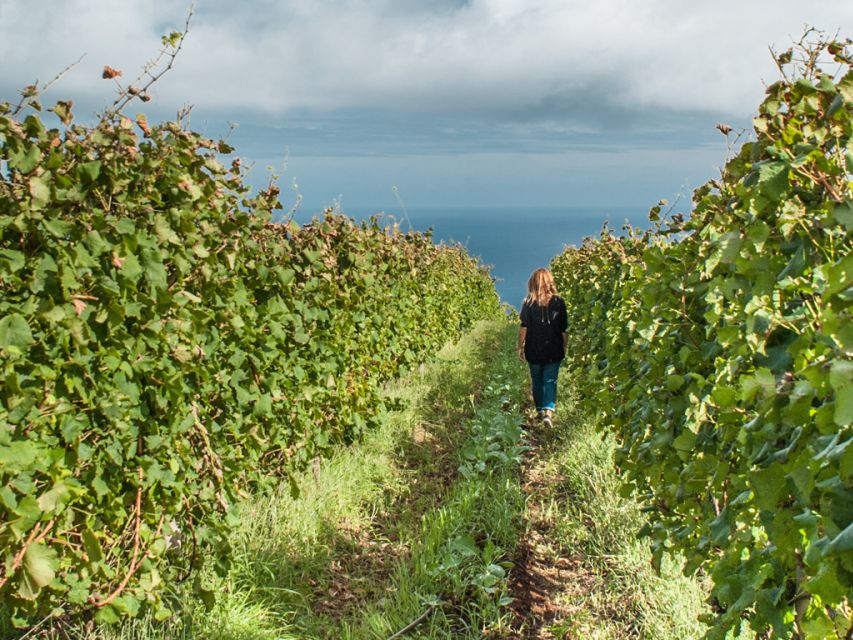 From Funchal: Full-Day Madeira Wine Tour with Lunch - A demi-private Madeira wine day that’s built for comfort