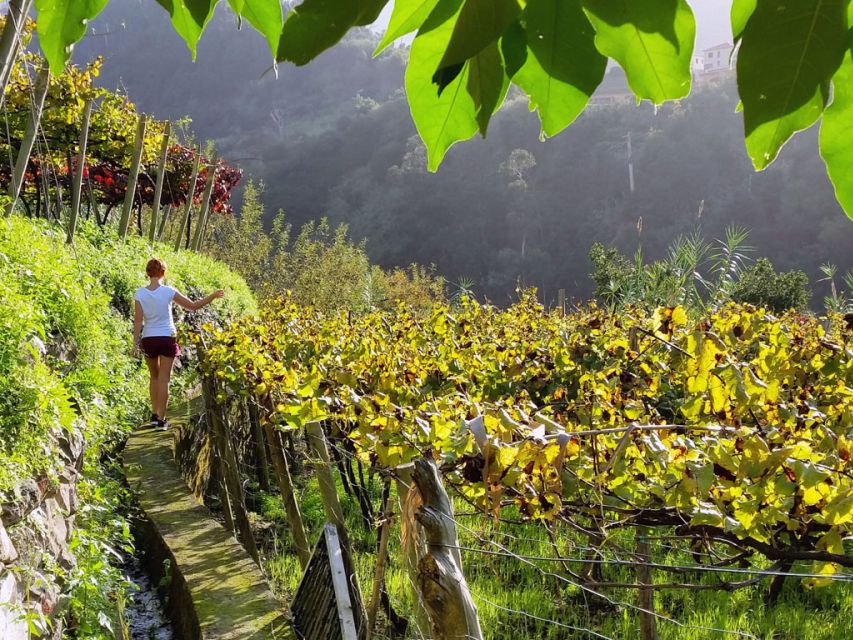 From Funchal: Full-Day Madeira Wine Tour with Lunch - Blandy’s Wine Lodges in Funchal: your fortified-wine starter
