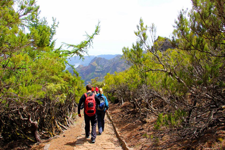 From Funchal: Madeira Peaks Mountain Walk - Heather forest and rare plants: what you’re really learning on this walk