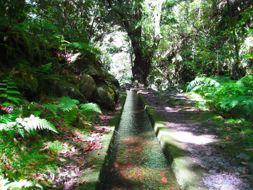 From Funchal: São Jorge Valleys Levada Walk - Walking São Jorge: where the valleys quiet your brain