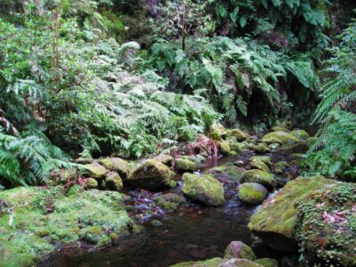 From Funchal: São Jorge Valleys Levada Walk - Rainforest teaching: native herbs and medicinal plants on the trail