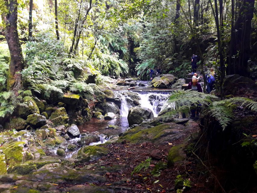 From Funchal: São Jorge Valleys Levada Walk - The guide factor: stories, languages, and pacing that makes sense