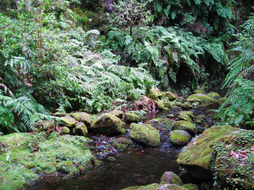 From Funchal: São Jorge Valleys Levada Walk - Rainforest teaching: native herbs and medicinal plants on the trail