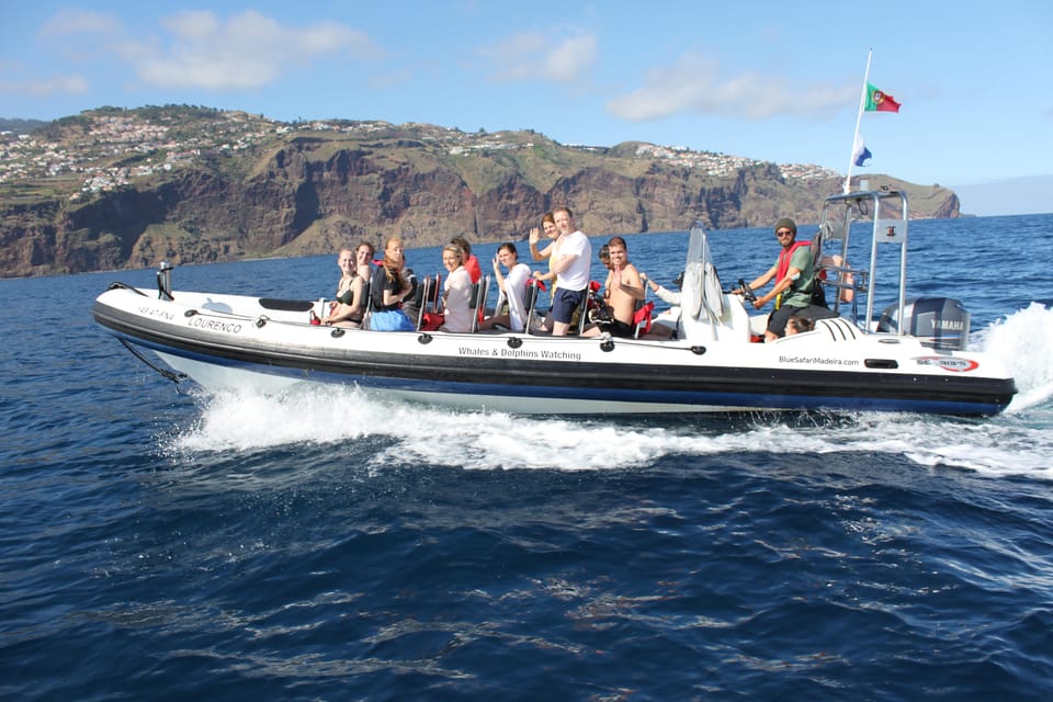 From Funchal: Whales and Dolphin Adventure Tour - Swimming With Dolphins: When You Can, How It Works