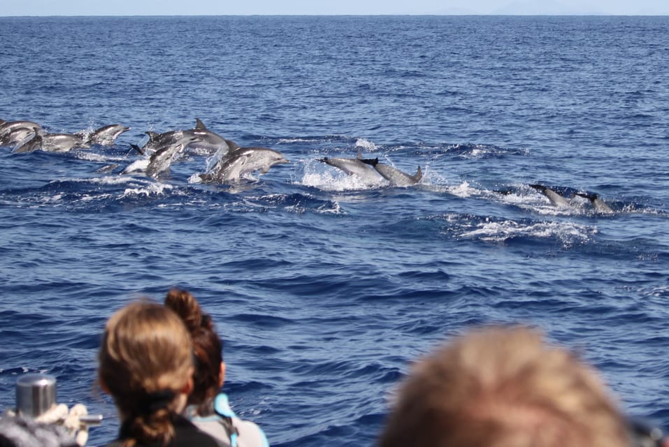 From Funchal: Whales and Dolphin Adventure Tour - What You’ll Need on Board: Weather-Proof Your Day