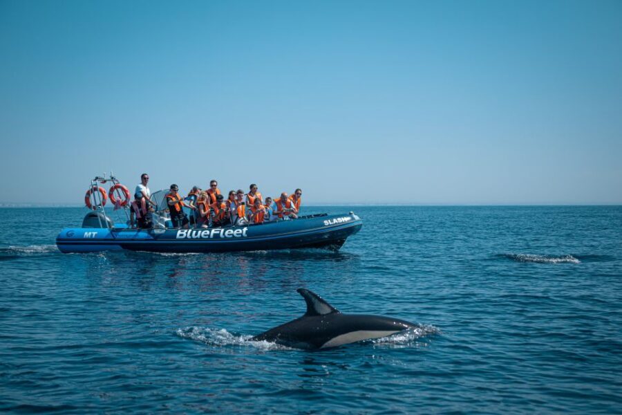 From Lagos: Dolphin Watching Boat Trip w/Marine Biologists - Key highlights you’ll notice right away