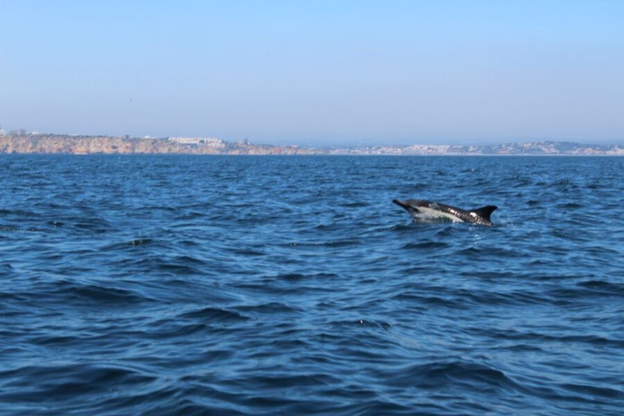 From Lagos: Dolphin Watching Boat Trip w/Marine Biologists - Practical booking tips that improve your odds