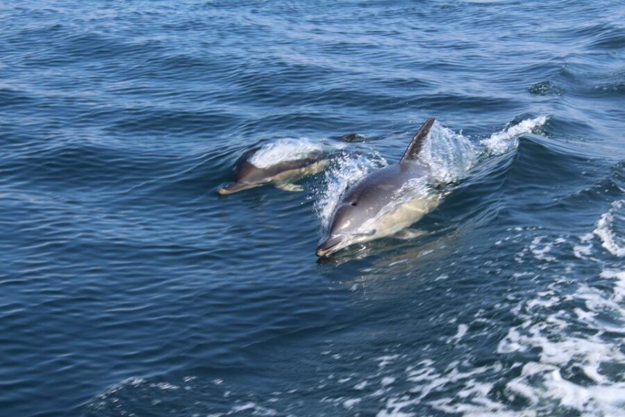 From Lagos: Dolphin Watching Boat Trip w/Marine Biologists - Why a RIB boat makes Lagos dolphin spotting work