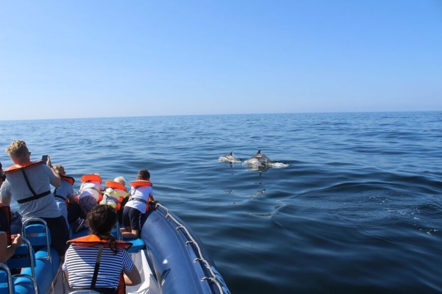 From Lagos: Dolphin Watching Boat Trip w/Marine Biologists - The 1.5-hour dolphin hunt: what the crew and biologists actually do