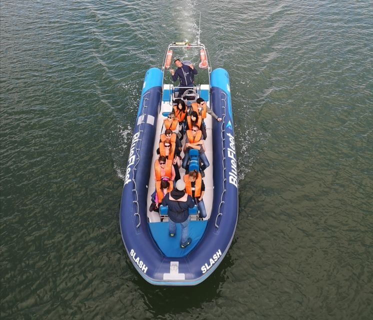 From Lagos: Dolphin Watching Boat Trip w/Marine Biologists - Ethical spotting rules that keep it respectful (and better for you)