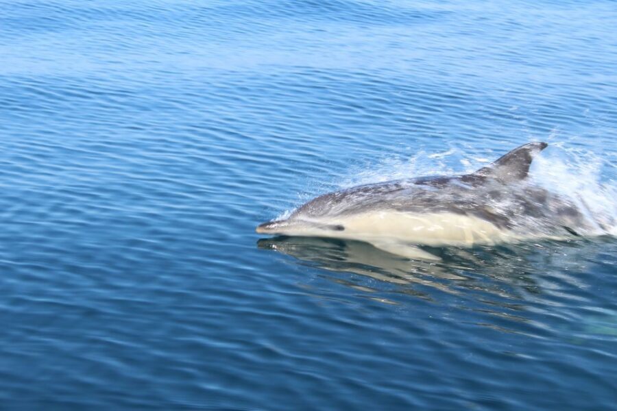 From Lagos: Dolphin Watching Boat Trip w/Marine Biologists - Where to sit and what to wear for comfort in Algarve wind